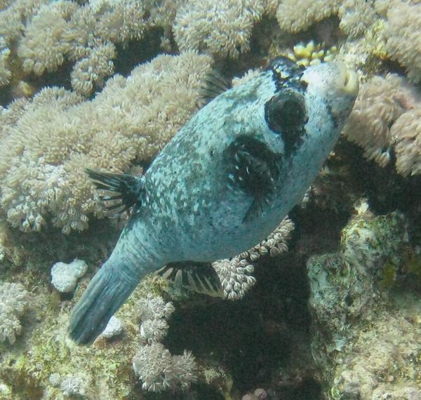 Pufferfish - Masked Puffer