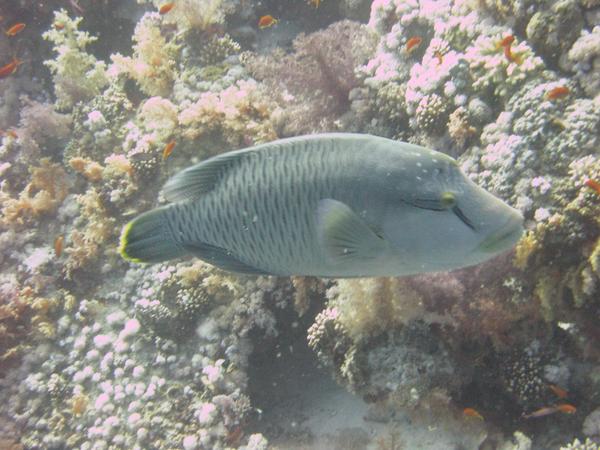 Wrasse - Humphead Wrasse