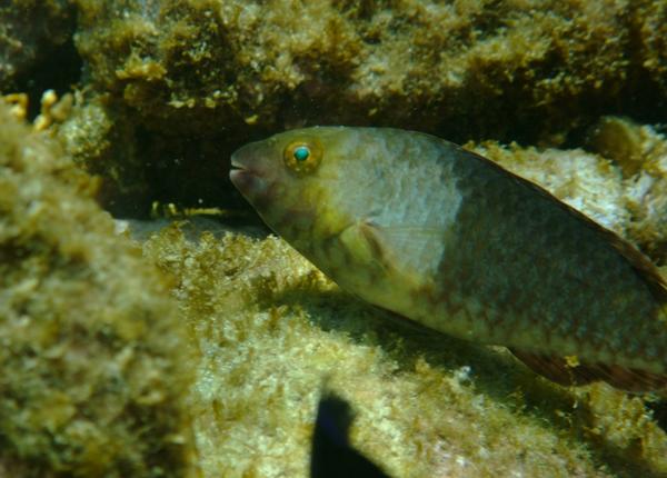 Parrotfish - European Parrotfish