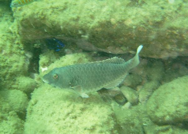 European Parrotfish - Sparisoma cretense