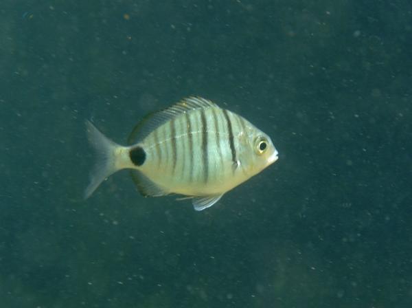 Breams - African White Bream