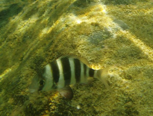 Breams - Zebra Bream