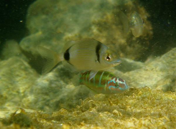 Breams - Doublebanded Bream