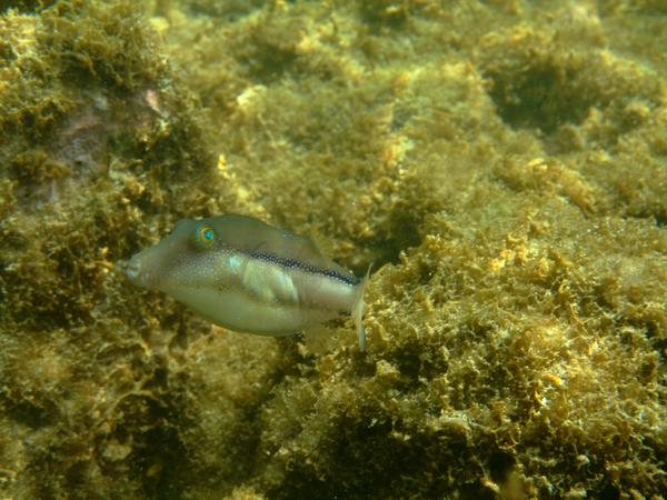 Pufferfish - Sharpnose Puffer