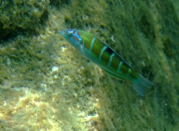 Wrasse - Turkish Wrasse