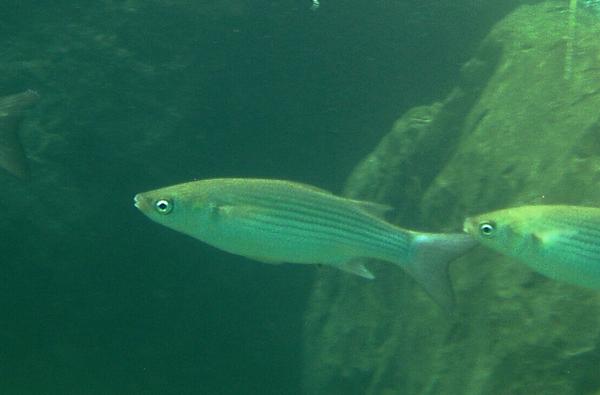 Mullets - Narrowhead Grey Mullet