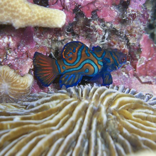 Dragonets - Mandarin Fish