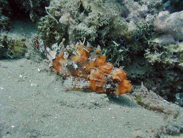 Scorpionfish - Red Scorpionfish