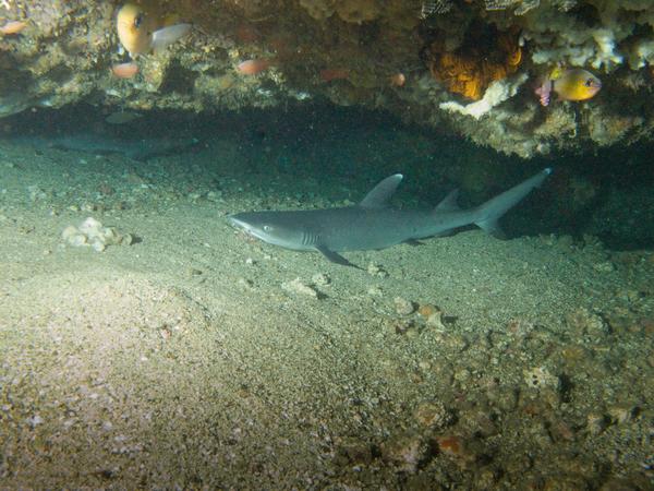 Sharks - Whitetip Reef Shark