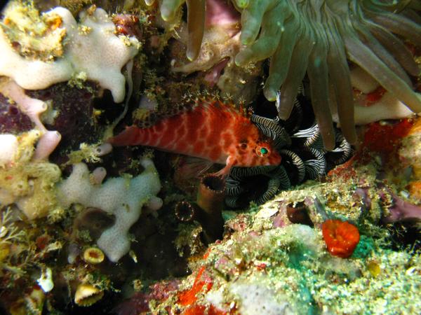 Hawkfish - Threadfin Hawkfish