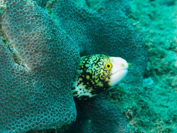 Moray - Snowflake Moray