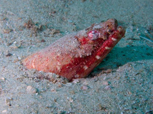 Snake Eels - Crocodile Snake Eel