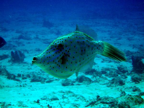 Filefish - Scrawled Filefish