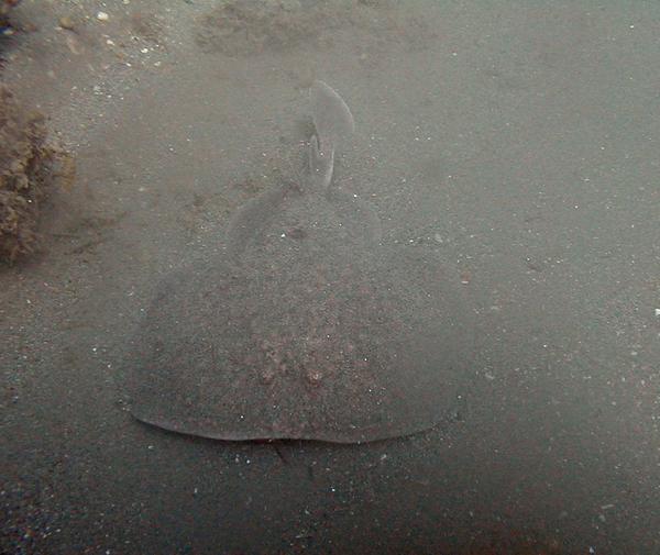 Stingrays - Round Stingray