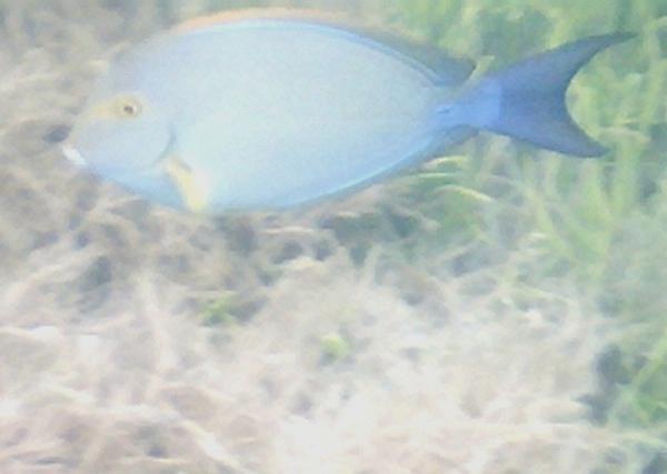 Surgeonfish - Yellowfin Surgeonfish