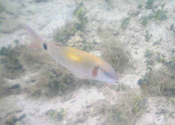 Goatfish - Indian Goatfish