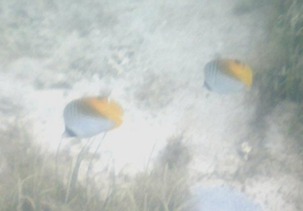 Butterflyfish - Threadfin Butterflyfish