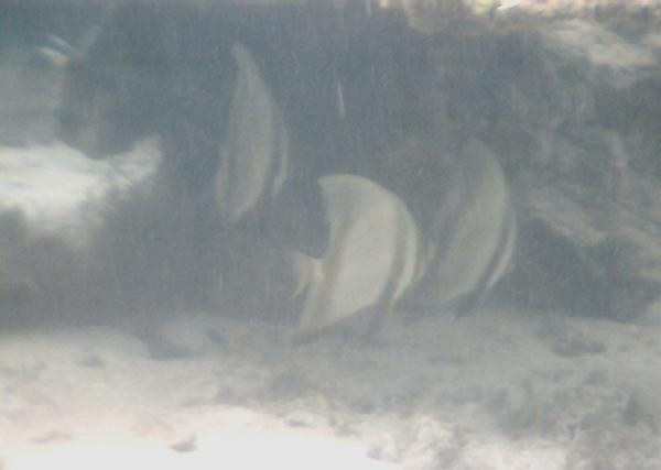 Spadefish - Pinnate Spadefish