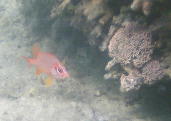 Squirrelfish - Long-jawed Squirrelfish