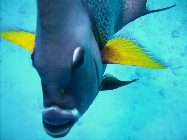 Angelfish - Gray Angelfish