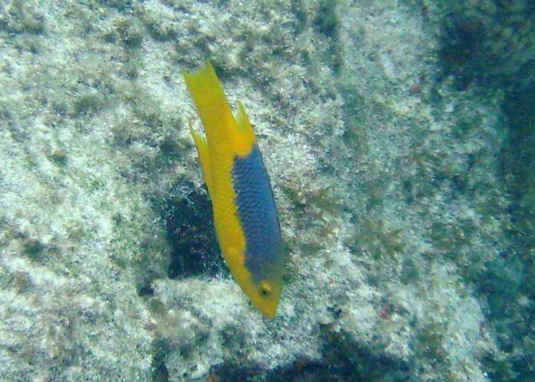 Hogfish - Spanish Hogfish