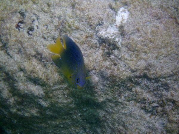 Damselfish - Beaugregory Damselfish