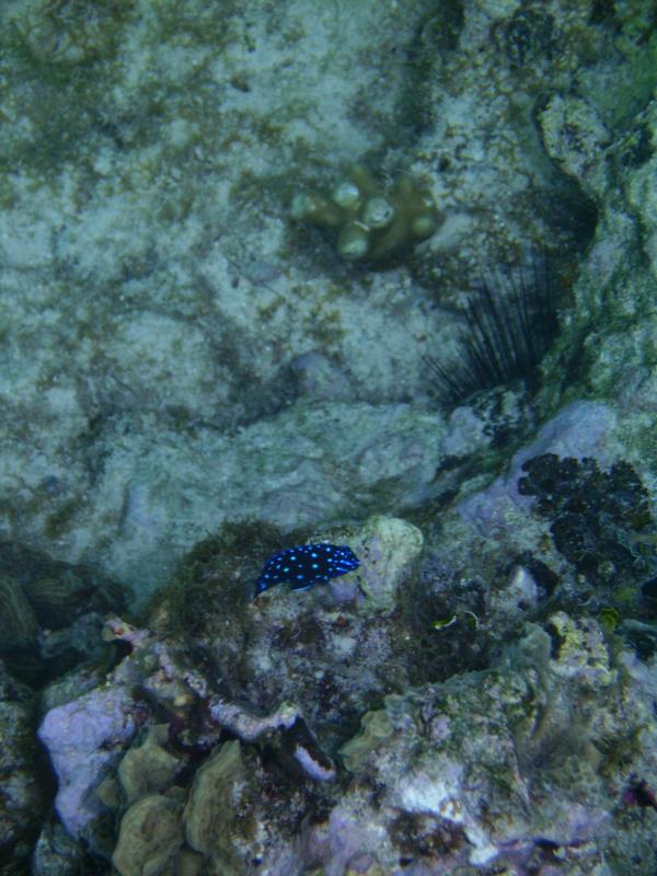 Damselfish - Yellowtail Damselfish