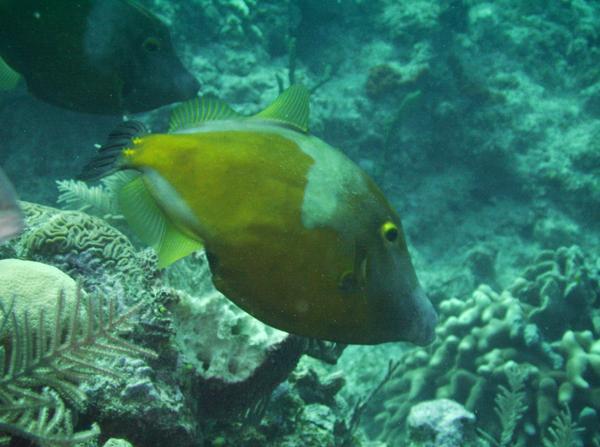 Filefish - Whitespotted Filefish