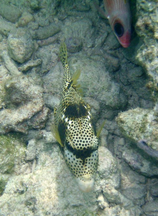 Trunkfish - Spotted Trunkfish