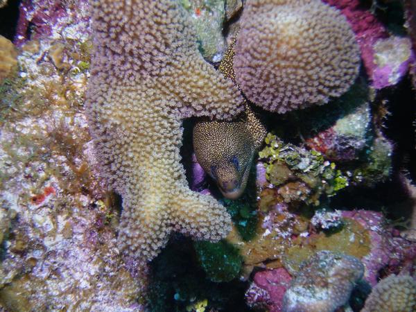 Moray - Goldentail Moray