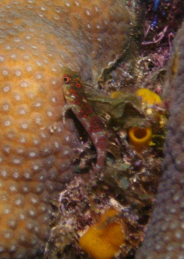 Blennies - Saddled Blenny