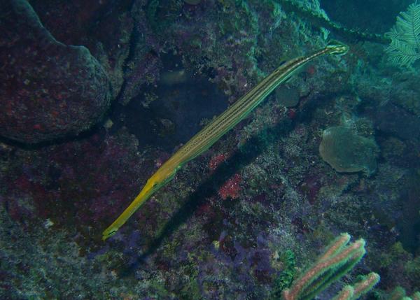 Trumpetfish - Trumpetfish