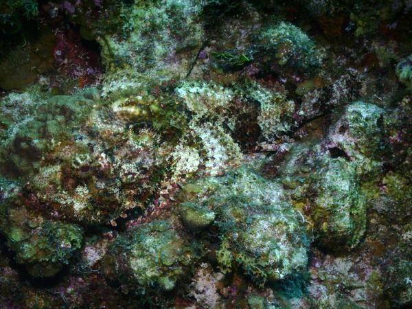 Scorpionfish - Spotted Scorpionfish