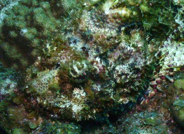 Scorpionfish - Spotted Scorpionfish