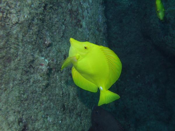 Surgeonfish - Yellow Tang