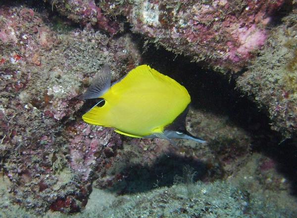 Butterflyfish - Big Longnose Butterflyfish