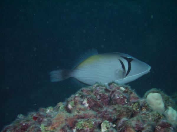 Triggerfish - Boomerang Triggerfish