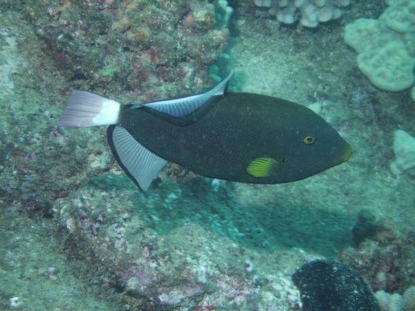 Triggerfish - Pinktail Triggerfish