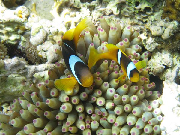 Damselfish - Red Sea Anemonefish