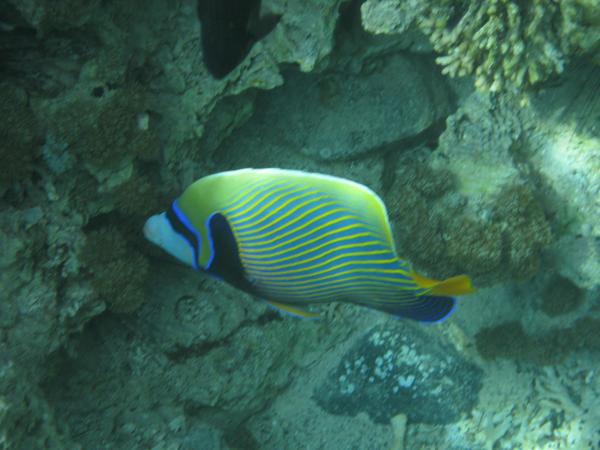 Angelfish - Emperor Angelfish