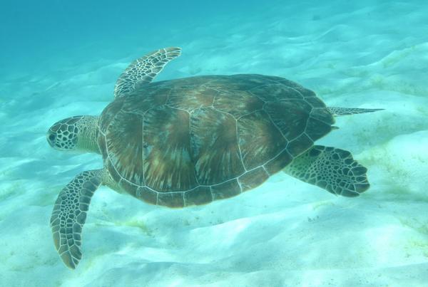 Turtle - Green Sea Turtle