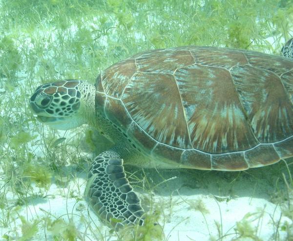 Turtle - Green Sea Turtle