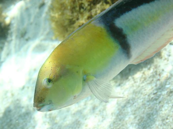 Wrasse - Yellowhead Wrasse