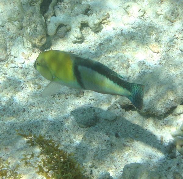 Wrasse - Yellowhead Wrasse