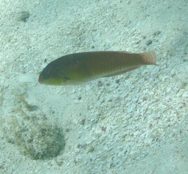 Yellowhead Wrasse - Halichoeres garnoti