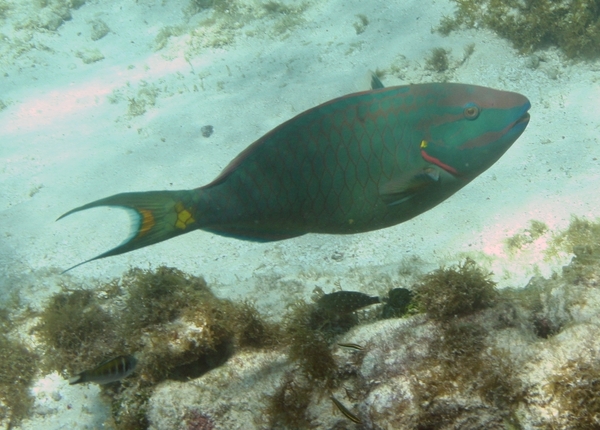 Parrotfish - Stoplight Parrotfish