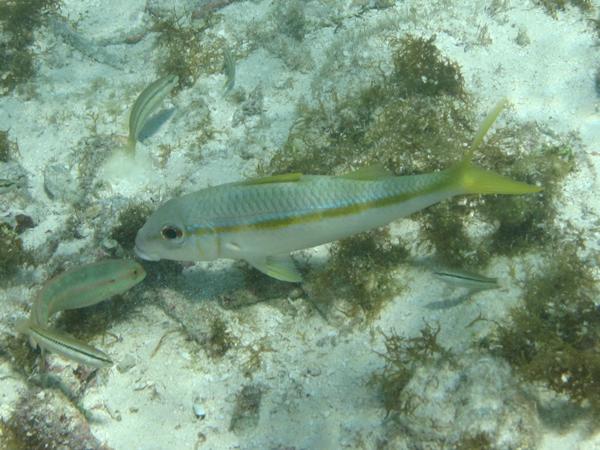 Goatfish - Yellow Goatfish