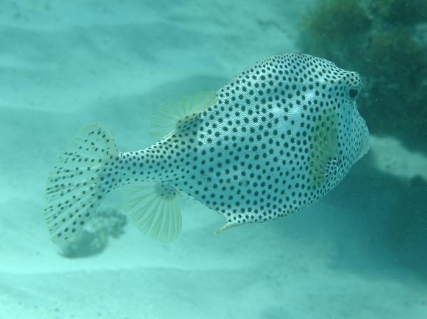 Trunkfish - Spotted Trunkfish