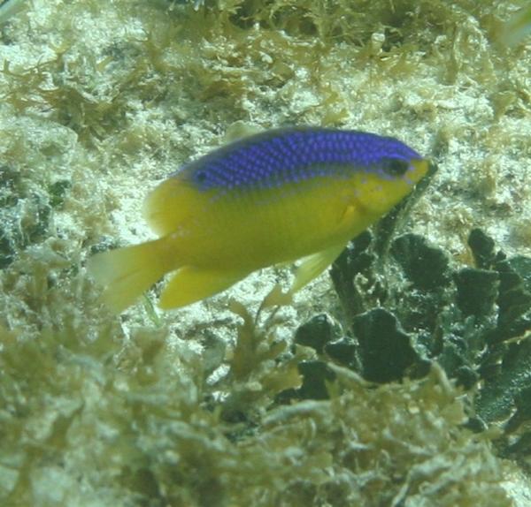 Damselfish - Beaugregory Damselfish