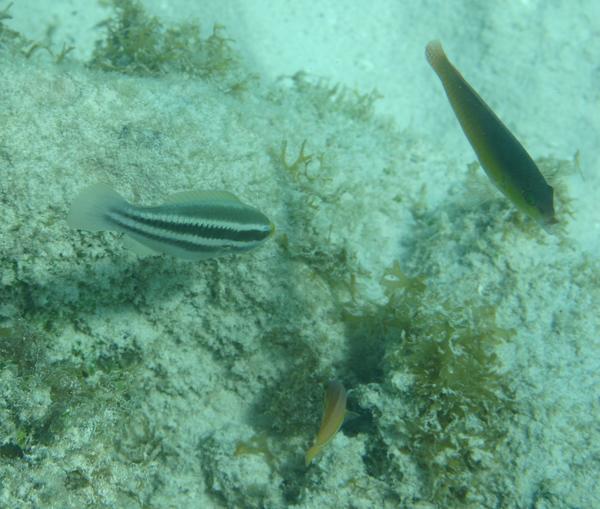 Parrotfish - Striped Parrotfish